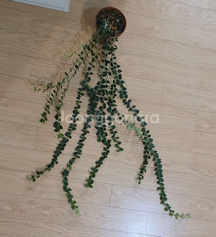 호야 칭흥엔시스--0