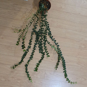 호야 칭흥엔시스