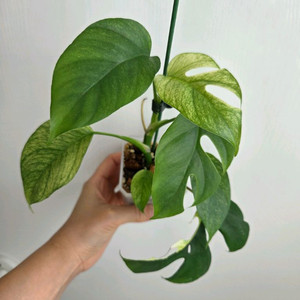 몬스테라 화이트민트 히메몬스테라