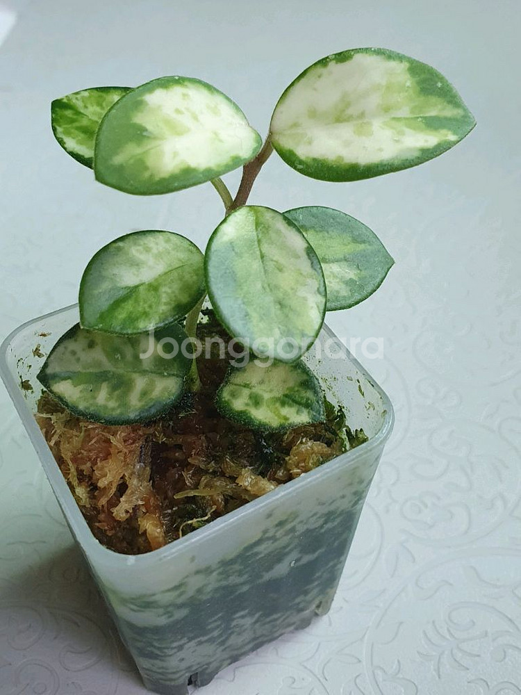 호야 마틸드 바리에가타--0