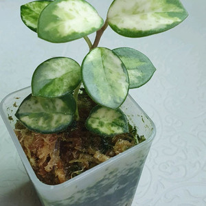 호야 마틸드 바리에가타