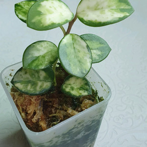 호야 마틸드 바리에가타