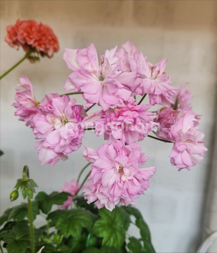 마담드퐁파두르--1