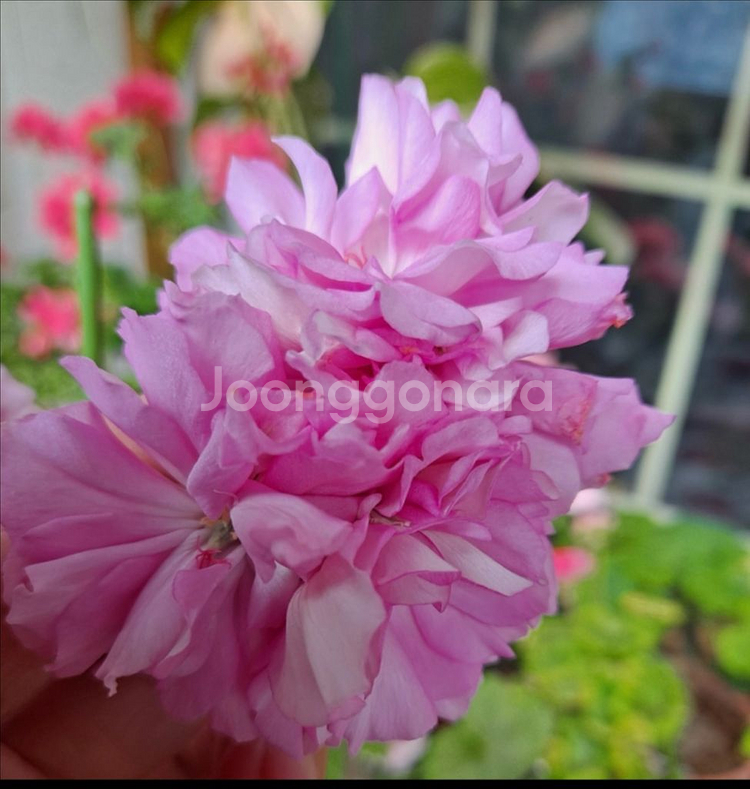 마담드퐁파두르--0