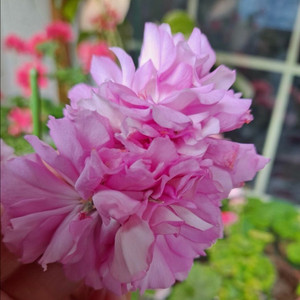 마담드퐁파두르