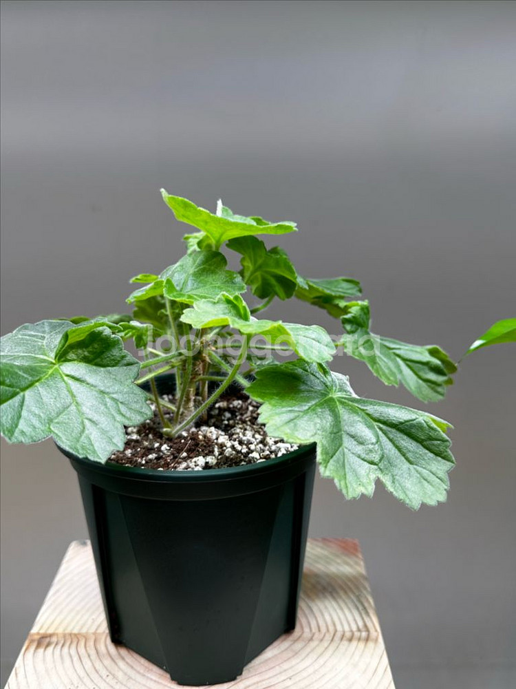 마담드퐁파두르--2