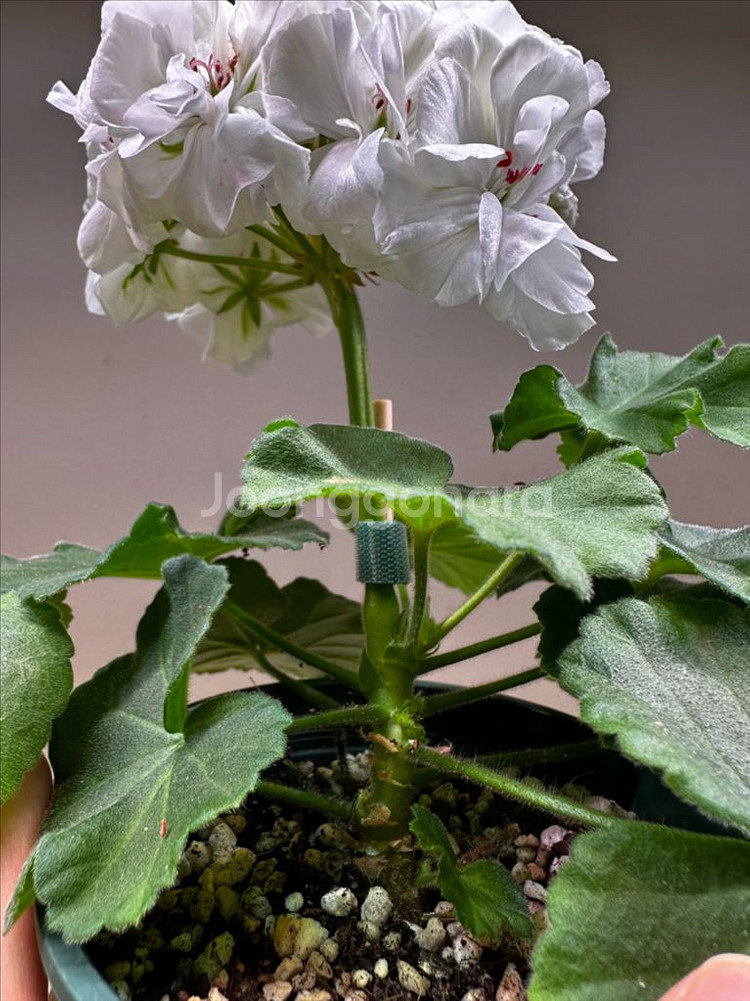 러시아 제라늄 매드펄화이트--3