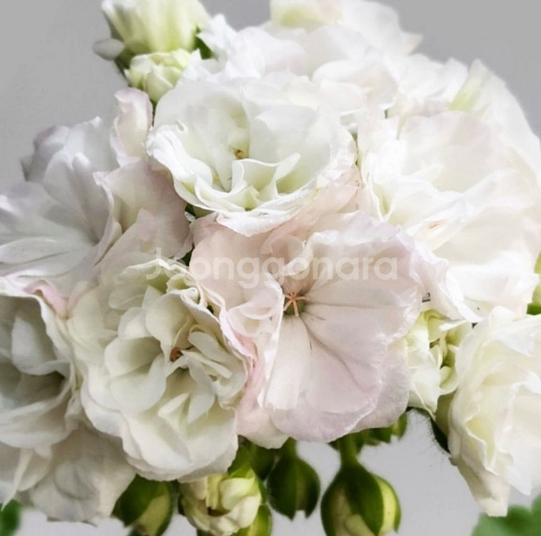 러시아 제라늄 매드펄화이트--0