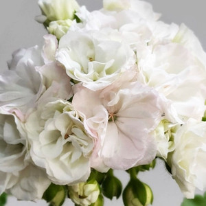 러시아 제라늄 매드펄화이트