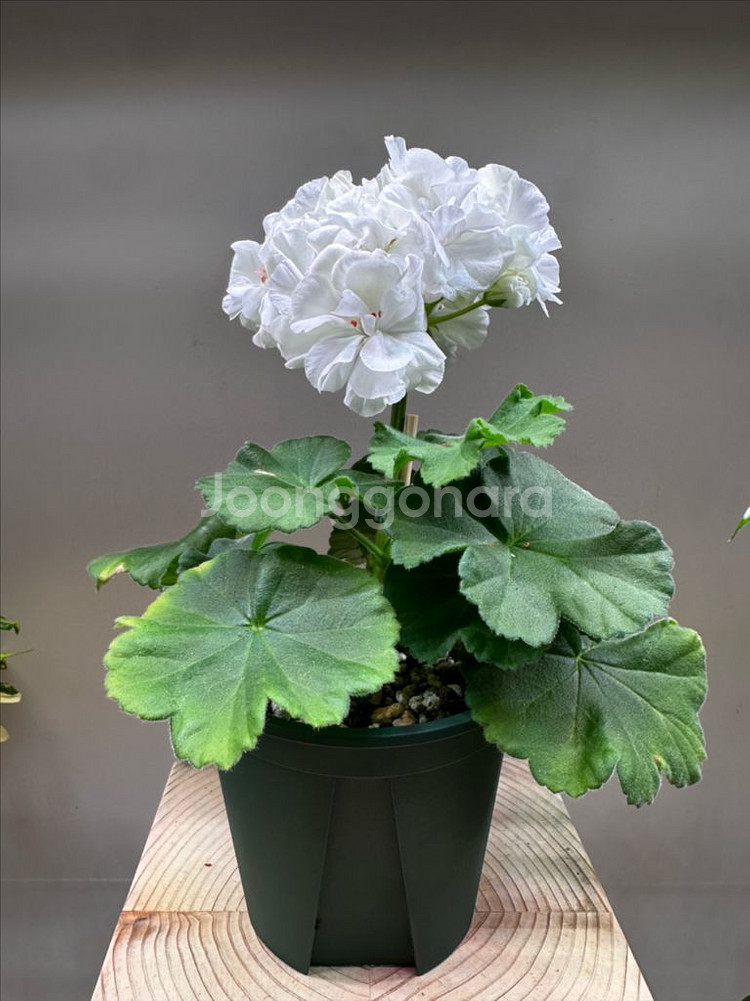 러시아 제라늄 매드펄화이트--2