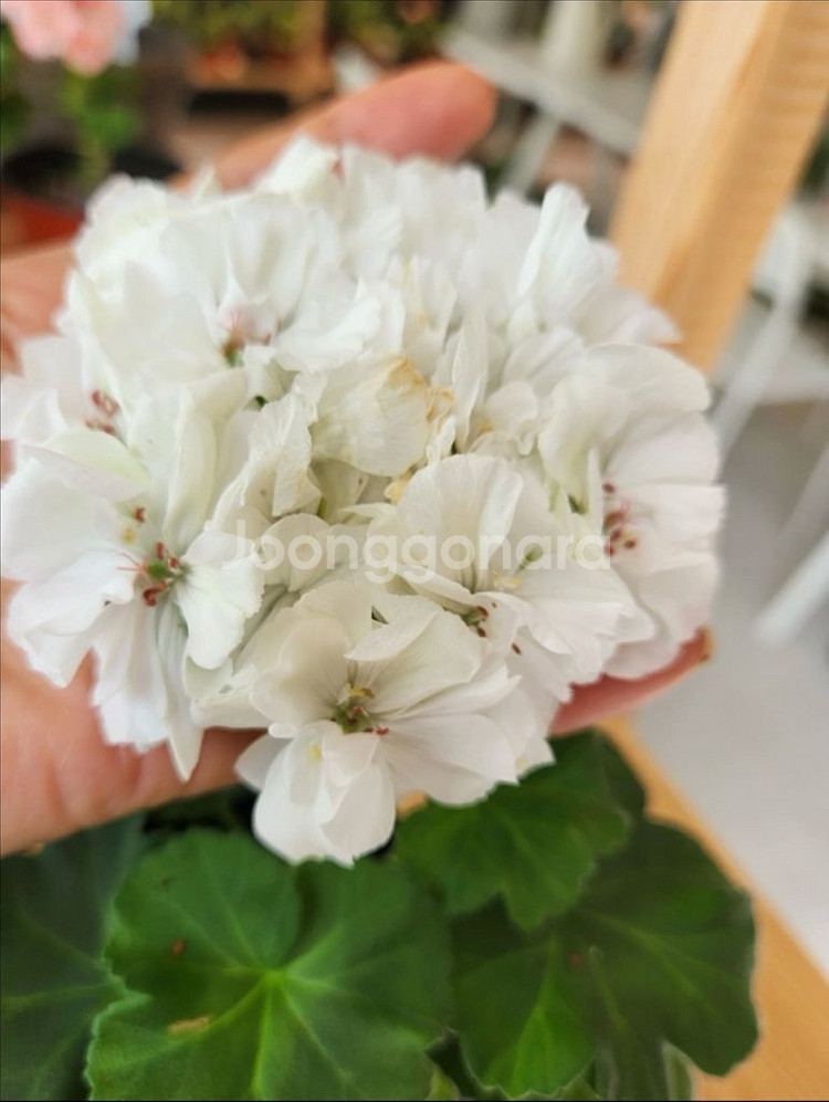 러시아 제라늄 매드펄화이트--1