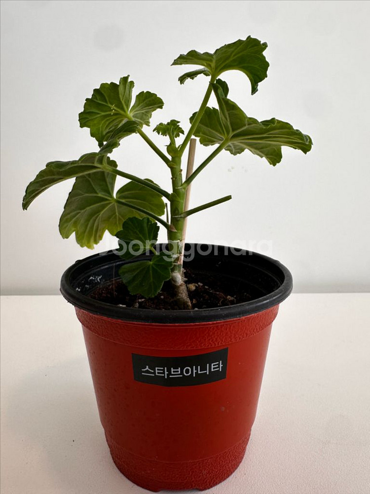 제라늄 스타브아니타--3