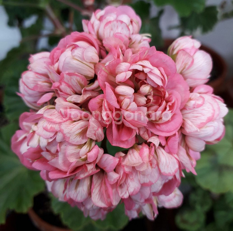 제라늄 스타브아니타--0