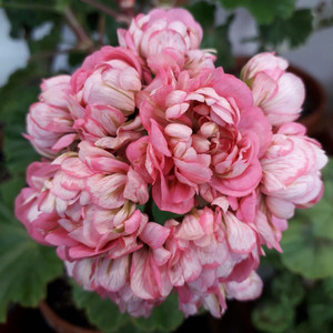 제라늄 스타브아니타