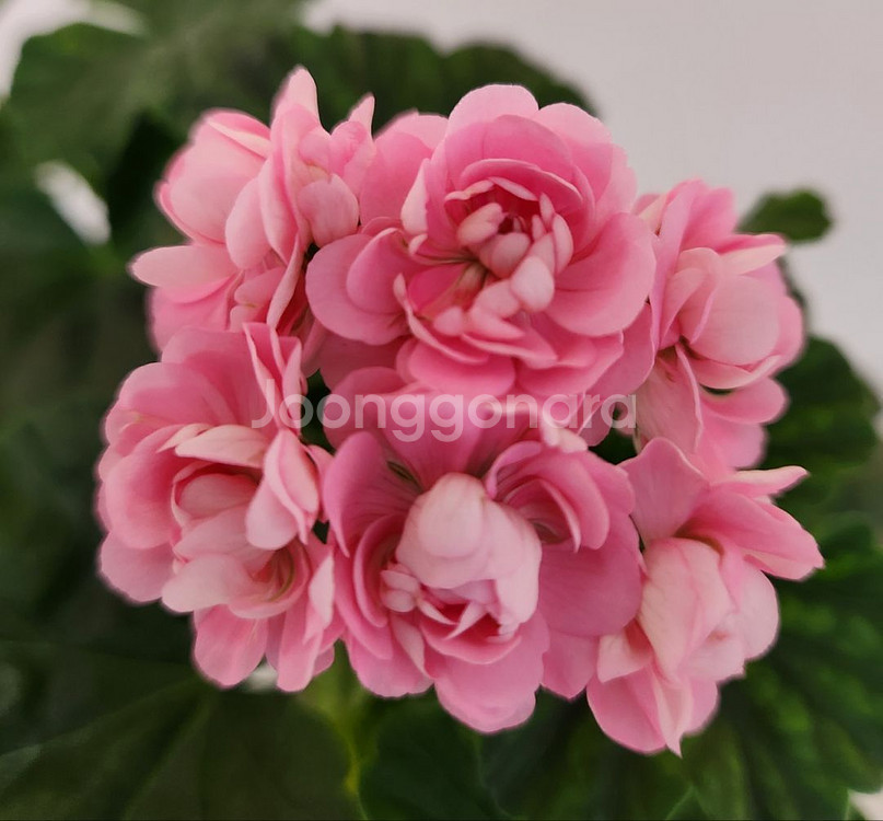 제라늄 스타브아니타--1