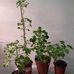 리갈제라늄 4종