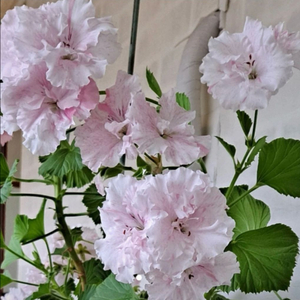 제라늄 타이앱프린세스