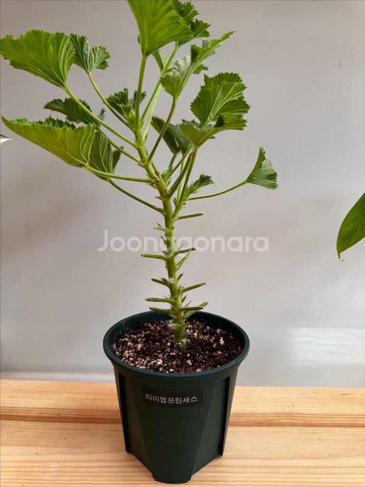 제라늄 타이앱프린세스--1