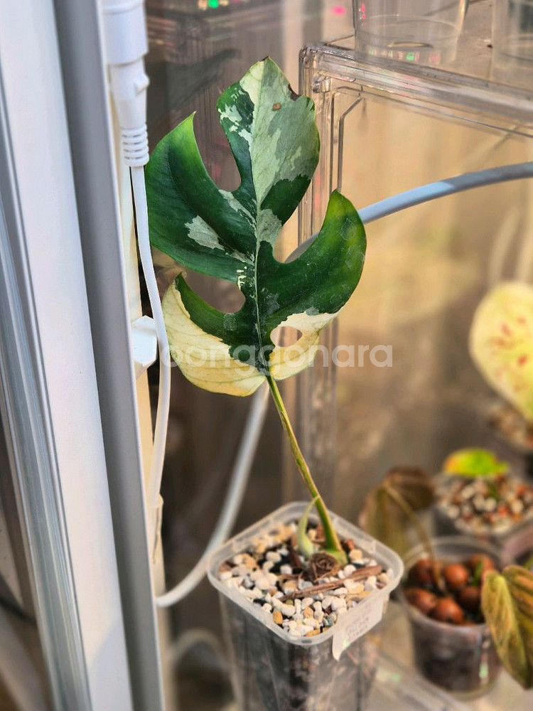 몬스테라 화이트민트 무늬히메 택포--0