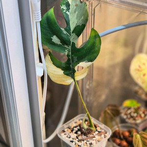 몬스테라 화이트민트 무늬히메 택포