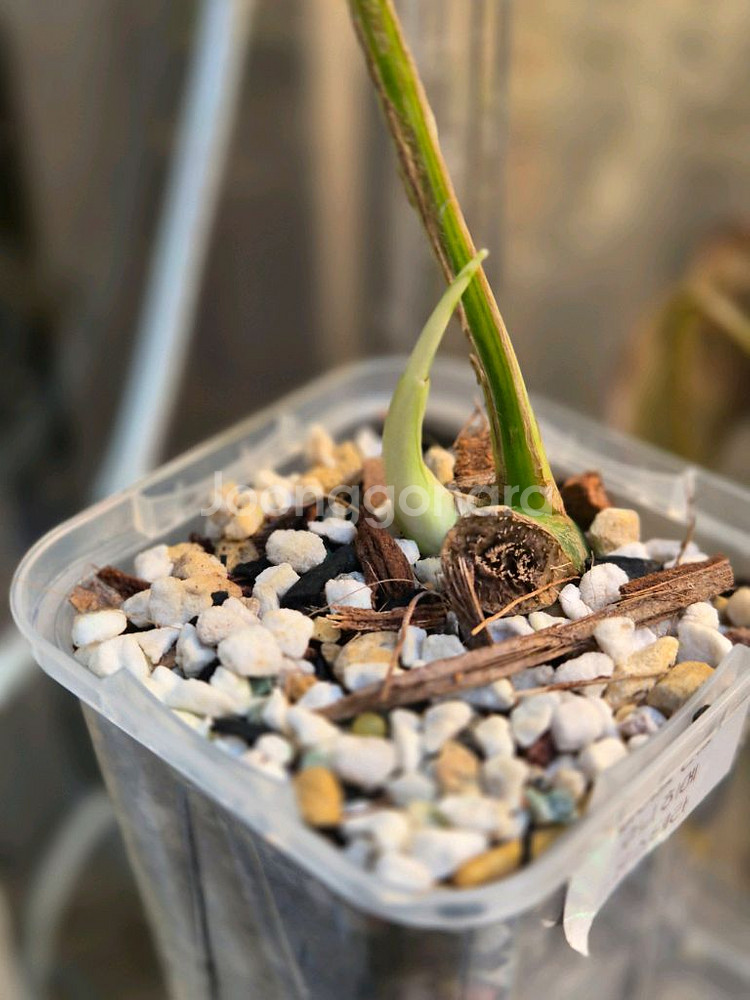 몬스테라 화이트민트 무늬히메 택포--1