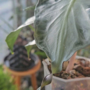 알로카시아 베놈(자구3달린) &레갈쉴즈바리에가타