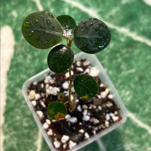 희귀식물, 피커스 미니(수마트라)