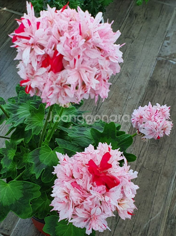 제라늄 리차드호지슨--0