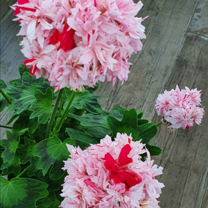 제라늄 리차드호지슨