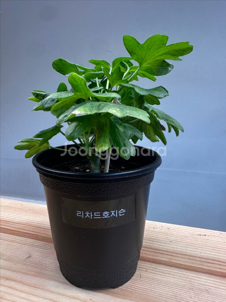 제라늄 리차드호지슨--1