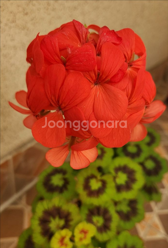 제라늄 인디안듄--0