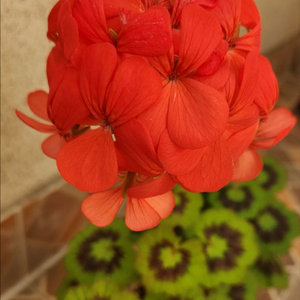 제라늄 인디안듄