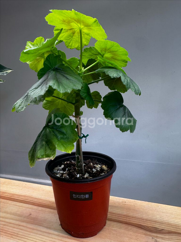 제라늄 인디안듄--1