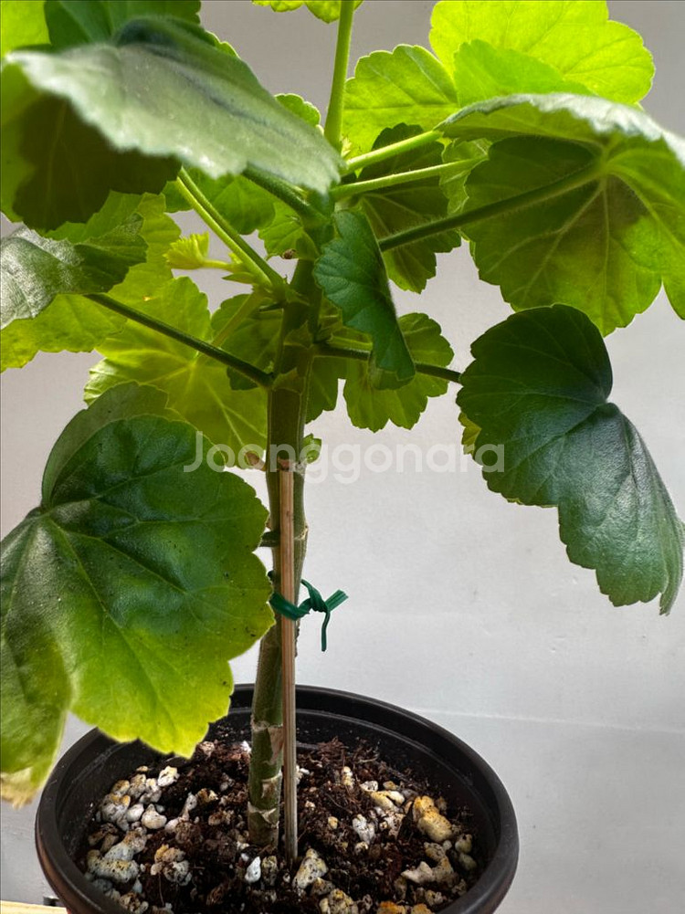 제라늄 인디안듄--3