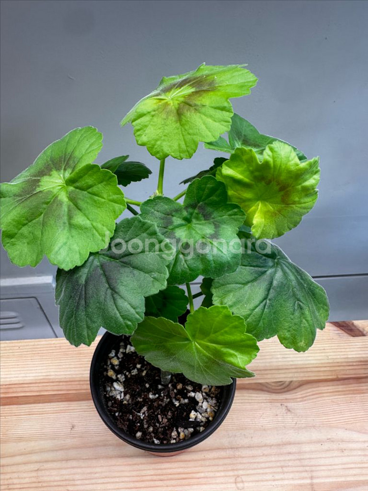 제라늄 인디안듄--2