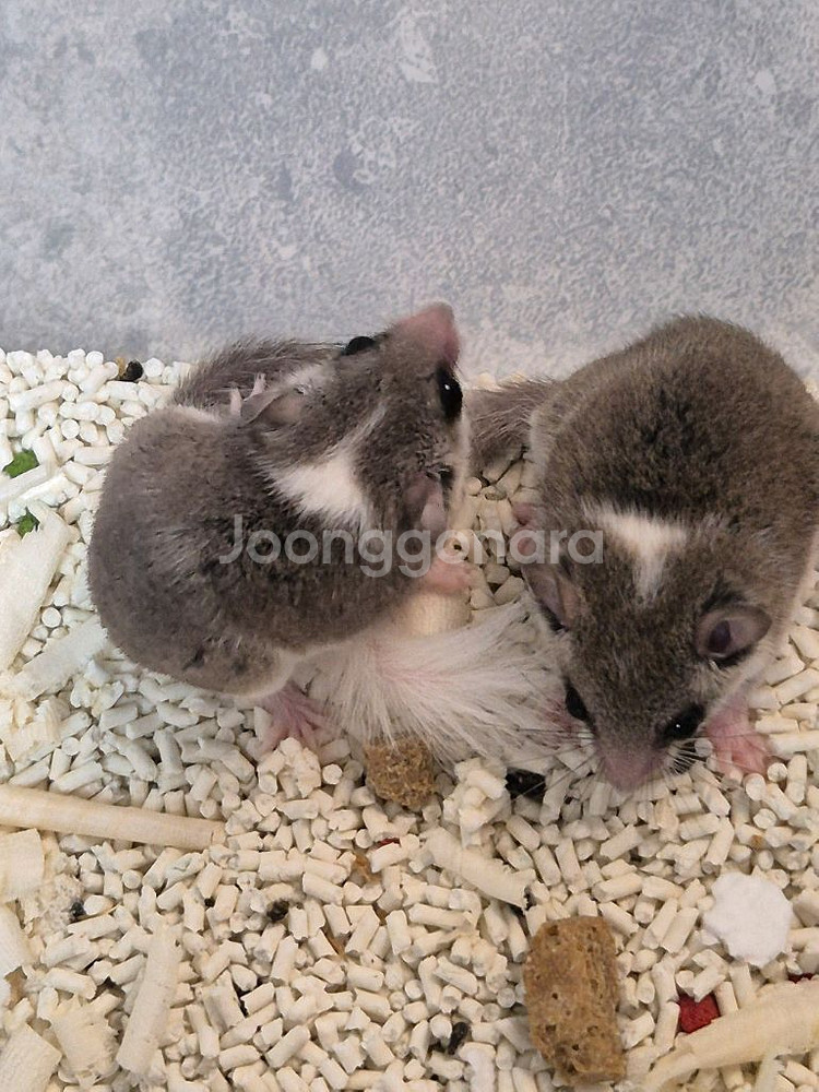 피그미다람쥐 암컷--1