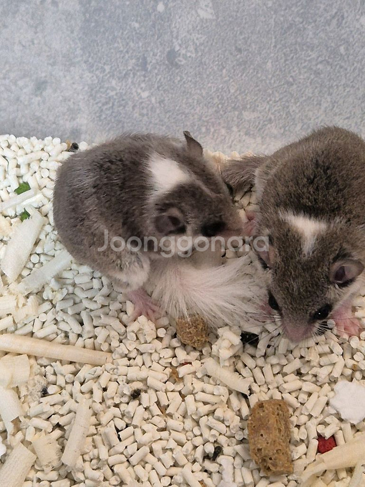 피그미다람쥐 암컷--0