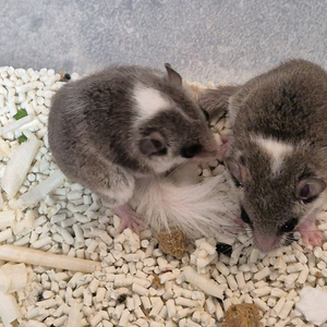 피그미다람쥐 암컷