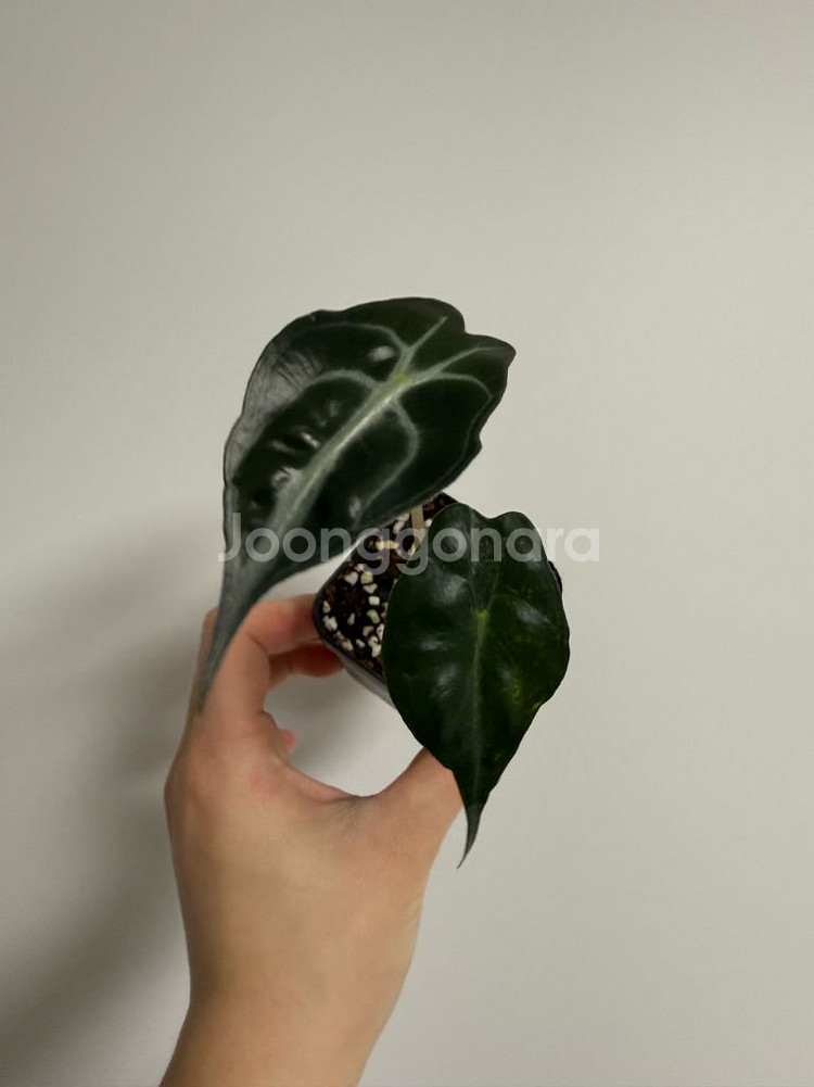 알로카시아 베놈--1