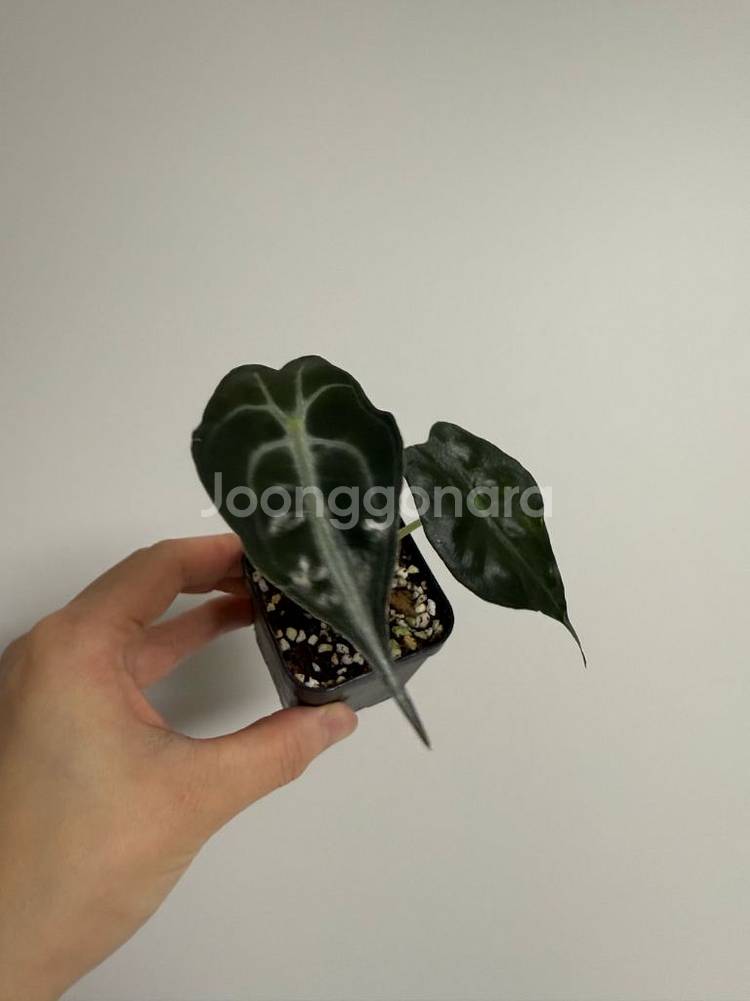 알로카시아 베놈--2