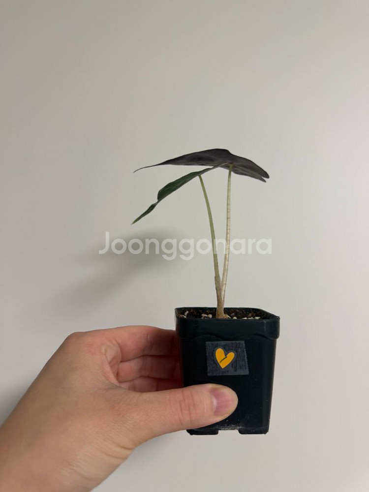 알로카시아 베놈--0