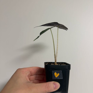 알로카시아 베놈