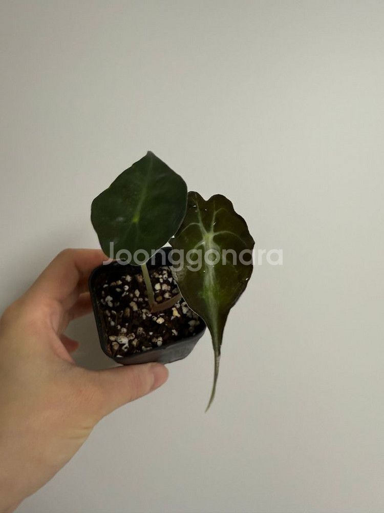 알로카시아 베놈--5