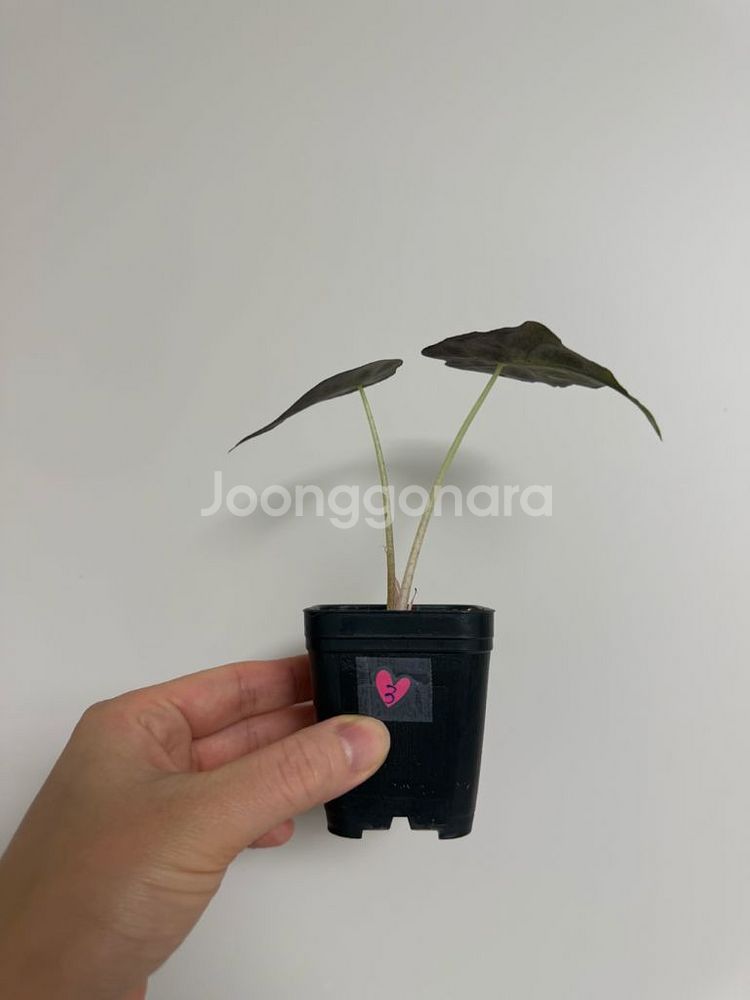 알로카시아 베놈--6