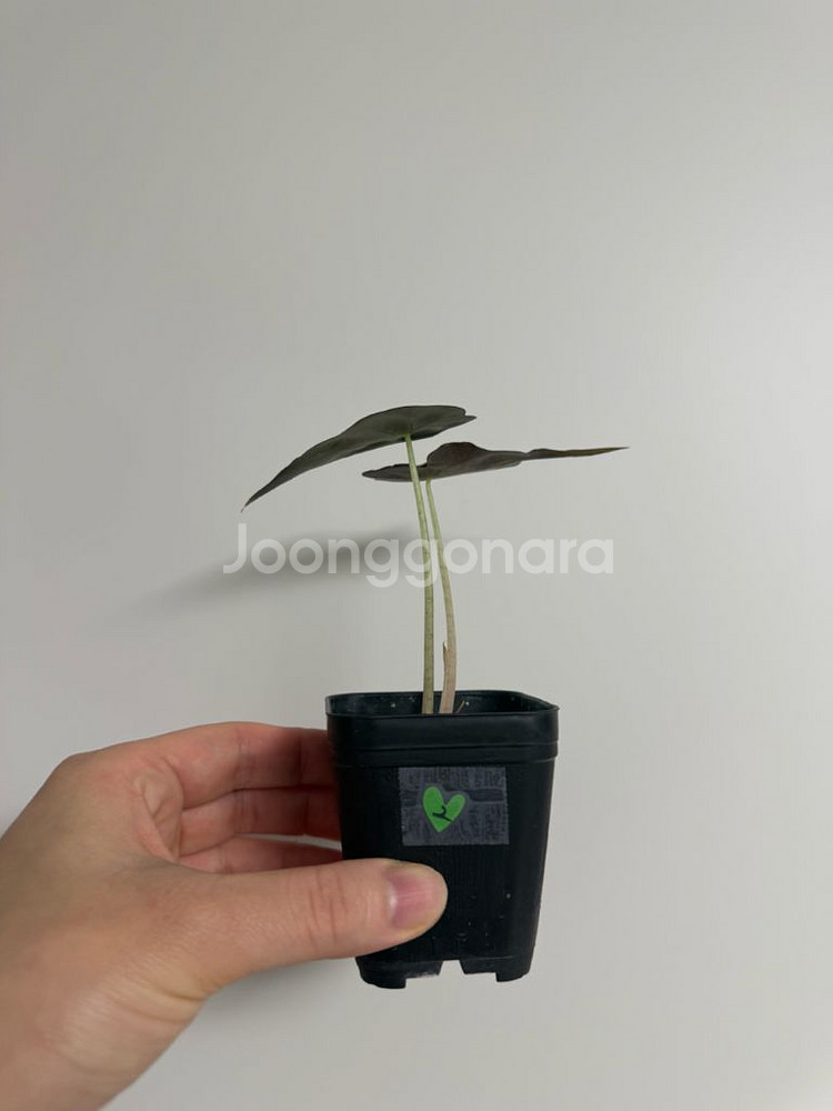 알로카시아 베놈--3