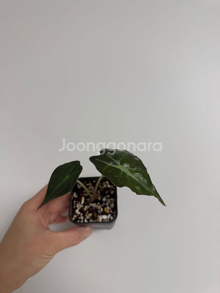 알로카시아 베놈--7