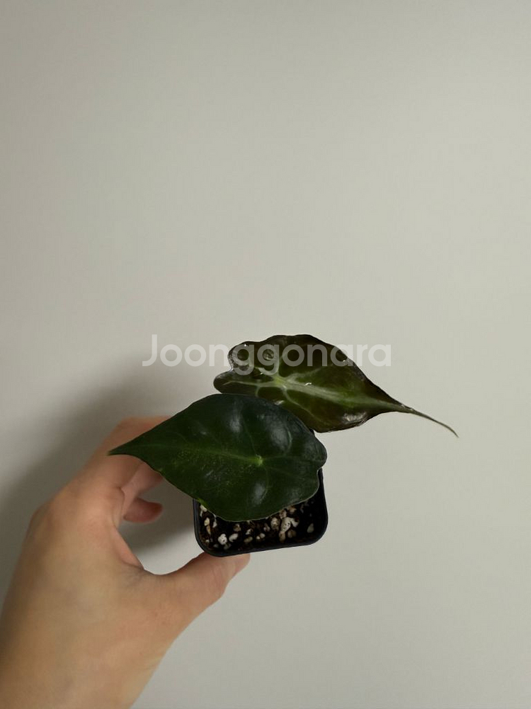 알로카시아 베놈--4