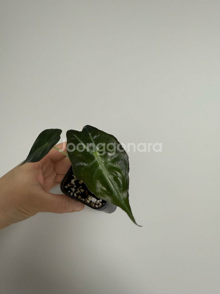 알로카시아 베놈--8