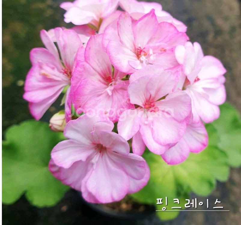 제라늄 4종--0