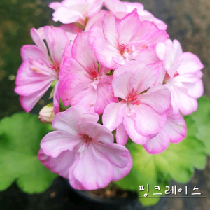 제라늄 4종